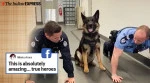 Video of police dog doing push-up challenge with fellow officers goes viral